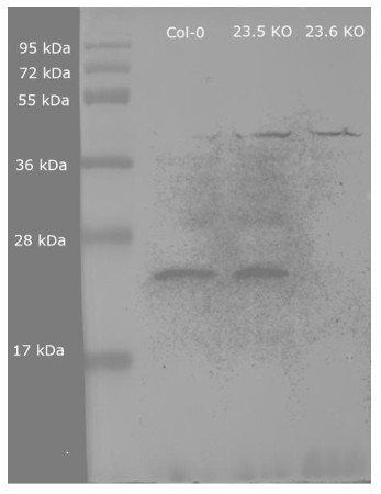 Western blot using anti/HSP23.6 mitochondrial antibodies